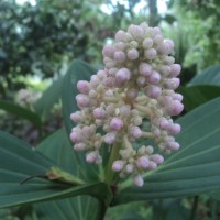 Medinilla